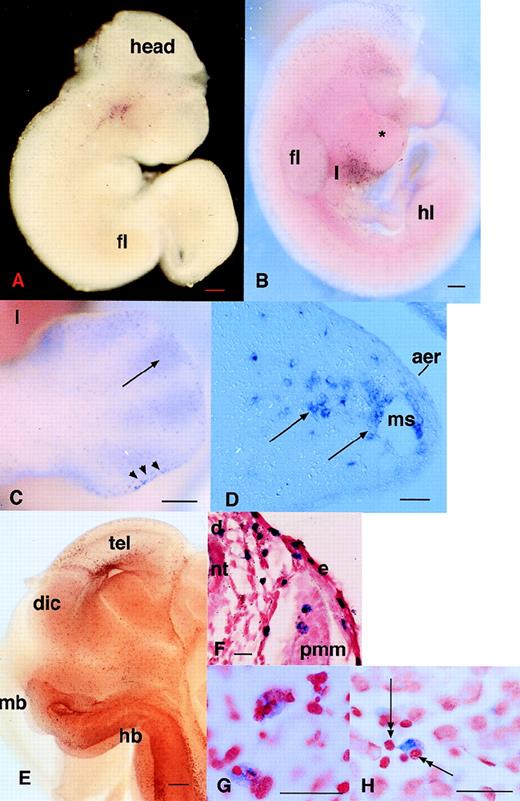 Fig. 1. Localization of cells expressing c-fmsmRNA in the embryo. In all panels, c-fms mRNA was localized by whole mount in situ hybridization as described in Materials and Methods. The blue-purple reaction product indicates sites of expression of the c-fms mRNA. In panels F, G, and H, the stained embryos were embedded, sectioned, and counterstained with neutral red. Bar in panels A through C and E represents 250 μm; in panels D, F through H, 20 μm; heart (*), forelimb (fl), hindlimb (hl), neural tube (nt). (A) Embryo 10.5 dpc. Localization of c-fms mRNA shows a very extensive speckled pattern throughout the embryo. Each spot is a single-labeled cell. Labeled cells are particularly concentrated in the head, around the branchial arches, and along the dorsal midline, although this is not evident in a single focal plane. (B) Embryo 11 dpc. The head of the embryo was removed before staining. At a slightly more advanced stage than (A), the rapid appearance ofc-fms–labeled cells is evident in the liver (l). The fine speckled pattern of labeled cells is more prominent throughout the embryo than in (A), but is less readily demonstrated in a single focal plane. (C) Hindlimb of 12.5 dpc embryo showing accumulation ofc-fms–positive cells at the apical ectodermal ridge (aer) (arrowheads) and infiltration between the digits (arrows). (D) A section through the limb bud of 12.5 dpc embryo showing the positive cells leaving the marginal sinus (ms) and infiltrating the mesenchyme. (E) Whole mount of the head of a hemisected 12.5-dpc embryo. Numerousc-fms–positive cells are lining the ventricular surfaces of the brain, including telencephalon (tel), diencephalon (dic), midbrain (mb), and hindbrain (hb). (F) Section through the body wall of an 11.5-dpc embryo. Numerous c-fms–positive cells accumulate particularly along the dorsal midline (d). In this field, they can be seen to be closely associated with the vascular spaces adjacent to the neural tube, but are also infiltrated within the premuscle mass (pmm) and the epidermis (e). (G) High power view of c-fms–positive cells from a section of brain at 11.5 dpc shows clear evidence that many labeled cells have engulfed dying cells and contain pyknotic nuclei stained intensely with neutral red. (H) High-power view ofc-fms–positive cell present in the liver shows stellate morphology and intimate association with smaller hematopoietic cells (double arrows).