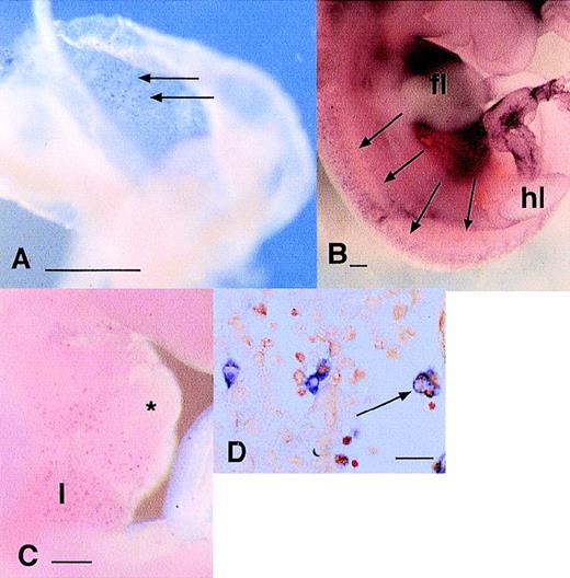 Fig. 3. Localization of cells expressing mRNAs encoding endocytic receptors in the embryo. (A) Localization of MMR mRNA at 9.5 dpc. Individual labeled cells appear in a diffuse speckled pattern (arrows) throughout the yolk sac. (B) Localization of MMR mRNA in 11.5 dpc embryo. MMR-positive cells are distributed very similarly toc-fms–positive cells (Fig 1A) at the same time point as diffuse speckled pattern throughout the embryo. In this focal plane, the particular concentration of MMR-positive cells along the dorsal midline flanking the neural tube is evident. The darkened appearance of the liver, immediately below the forelimb bud (fl) is due to numerous MMR-positive cells, which are out of focus in this plane (hl, hindlimb bud). (C) Localization of the MSR mRNA at 10.5 dpc. The first labeled cells can be detected in the liver (l) at this time, immediately below the heart (*). At this time point, few MSR-positive cells could be detected elsewhere in the embryo. (D) The section through the liver of an 11.5-dpc embryo stained for MSR mRNA. Some positive cells are associated with aggregates of hematopoietic cells (to the left of field), but many are clearly filled with engulfed cells (arrow). Most MSR-positive cells elsewhere in this embryo are large and contain neutral red-positive inclusions (not shown). Bar in panels A through C represents 250 μm and in panel D, 20 μm.
