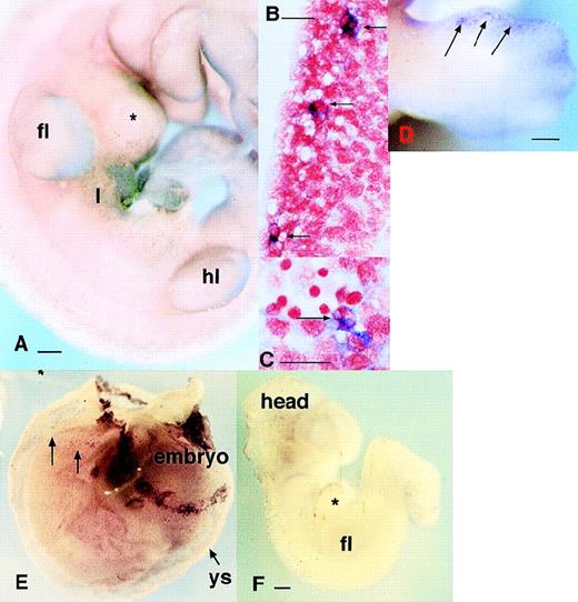 Fig. 4. Localization of cells expressing MITF and PU.1 mRNAs in the embryo. (A) Localization of cells expressing PU.1 mRNA in the 11.5-dpc embryo. PU.1-positive cells are particularly concentrated in the liver (l). They can be detected as a fine speckled pattern throughout the embryo, especially flanking the neural tube at the bottom of the field. (B) Localization of PU.1-positive cells in a sagittal section of 12.5 dpc embryo confirming that each focus of stain represents a single labeled cell, in this case located at intervals along the dorsal midline in mesenchyme surrounding the spinal cord. (C) A section through the same embryo as in (B) at higher magnification. Each of the cells expressing PU.1 mRNA in this region contains multiple foci of neutral red staining indicating phagocytosis of pyknotic cells. (D) Localization of cells expressing PU.1 mRNA in an embryo at 12.5 dpc showing accumulation of the positive cells at the limb margins. Note the distinction from the pattern obtained with c-fms in Fig 1D. (E) Localization of MITF mRNA in the embryo. This panel shows an embryo still surrounded by the yolk sac at 9.5 dpc. The yolk sac contains numerous scattered positive cells. The band of positive staining flanking the yolk sac represents expression of MITF in trophoblasts. At higher magnification, the pattern is indistinguishable from MMR (3A) orc-fms.25 (F) At 10 dpc, mi-positive cells spread from the brain throughout the body. Bar in panels A, D, and F represents 250 μm, and in panels B and C, 20 μm.
