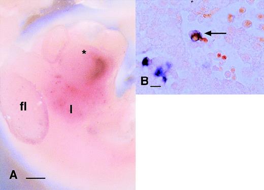 Fig. 5. Localization of cells expressing lysozyme mRNA in the embryo. (A) Panel shows a 10.5-dpc embryo in which lysozyme mRNA has been detected by whole mount in situ hybridization. The majority of labeled cells at this stage of development can be seen in the liver (l); the band observed in the heart is due to nonspecific trapping. A small number of cells can be seen in this focal plane in the forelimb bud, but few cells are detected elsewhere in the embryo in any focal plane. (B) A section through the liver of one of the embryos stained in (A) demonstrates that the majority of labeled cells have inclusions that stain with neutral red (arrow) and are evidently involved in phagocytosis of dying cells. Bar in (A) represents 250 μm and in (B), 20 μm.