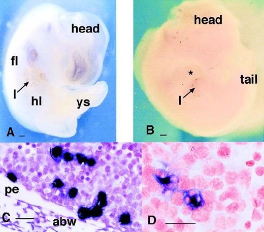 Fig. 6. Expression of S-100 proteins in the embryo. (A and B) Localization of mRNA encoding the S100 proteins MRP8 (A) and MRP14 (B) showing that both are expressed only in the liver of 11.5 dpc embryo. (C and D) Sections through the liver of embryos probed for MRP8 (C) and MRP14 (D) expression. Panel (C) is counterstained with hematoxylin. Note the difference between the two markers. In (C), MRP8-positive cells are small and clustered, whereas in (D), cells expressing MRP14 mRNA appear fewer in number, larger, and often contain inclusions suggesting active involvement in phagocytosis. Bar in (A) and (B) represents 250 μm and in (C) and (D), 20 μm; yolk sac (ys), abdominal wall (abw), and peritoneum (pe).