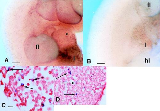 Fig. 7. Localization of c-fms mRNA in PU.1 knockout animals. (A and B) Comparison of c-fms mRNA localization in wild-type (A) or PU.1(−/−) (B) 11.5 dpc littermates. Note the speckled pattern throughout the embryo representing individualc-fms–positive cells, particularly concentrated in the liver (l). The apparent difference in intensity of staining of individual cells is not significant and is due to the focal plane and lighting. (C and D) Saggital sections through a PU.1(−/−) embryo stained as in (B), showing that cells expressing c-fms in the liver and limb buds have similar morphology and location to those in wild-type mice (see Fig 1). Bar in (A) and (B) represents 250 μm and in (C) and (D), 20 μm.