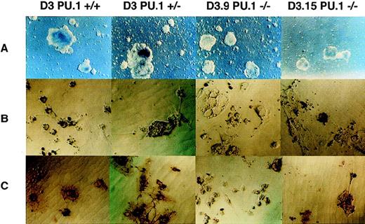 Fig. 8. Differentiation of PU.1(−/−) ES cells. ES cells were cultivated under conditions optimized for production of macrophages as described in Materials and Methods. (A) Comparison of the development of embryoid bodies at day 8 of differentiation. Note that the two PU.1(−/−) ES cells have generated smaller embryoid bodies than either the (+/+) or (+/−) lines at this stage of differentiation. (B) After 31 days of differentiation, each of the lines of ES cells produced adherent cells with morphology resembling macrophages. The yield of macrophage-like cells was considerably lower at this time point in the (−/−) cells. The cells were harvested, replated, and incubated with latex beads as described in Materials and Methods. Panel shows adherent cells from each culture as indicated; black staining represents the uptake of latex beads. (C) An independent experiment to (B). In this case, adherent cells generated from differentiated ES cells were incubated first with latex beads, then fixed, and stained using an indirect immunoperoxidase method for expression of F4/80 antigen. In the (+/+) and (+/−) cultures, the brown reaction product demonstrating positive staining for F4/80 antigen is clearly evident on all phagocytic cells. In the two (−/−) lines, staining can be seen particularly in larger cells (eg, in the panel showing D3.15 cells), but was generally not sufficiently strong to permit photographic reproduction. Original magnification for (A) was 4× and for (B) and (C), 20×.