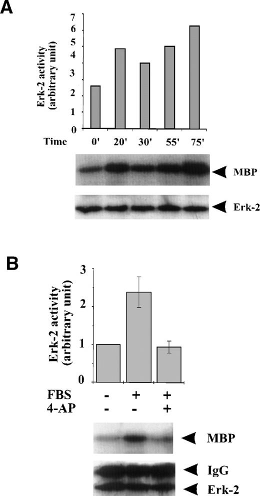 Fig. 2. Effect of K+-channel blockade on ERK-2 activation. (A) Time-dependent activation of ERK-2 by FBS. Serum-starved ML-1 cells were left untreated or stimulated with FBS (10%). At the indicated time points, cells were collected and measured for ERK-2 activity and ERK-2 protein levels. (B) Effect of K+-channel blockade on FBS-induced ERK-2 activation in ML-1 cells. ML-1 cells were serum-starved and either untreated or stimulated with FBS (10%) for 15 minutes in the presence or absence of 2 mmol/L 4-AP. Cells were collected at the end of the treatment. ERK-2 activities protein levels were measured. (C) Time-dependent activation of ERK-2 by EGF in ML-1 cells. Serum-starved ML-1 cells were either untreated or stimulated with EGF (50 ng/mL). At the indicated time points, cells were collected and measured for ERK-2 activity and ERK-2 protein levels. (D) Effect of K+-channel blockade on EGF-induced ERK-2 activation in ML-1 cells. Serum-starved ML-1 cells were untreated or stimulated with EGF (50 ng/mL) for 15 minutes in the presence or absence of 2 mmol/L 4-AP. The cells were collected at the end of the treatment, and ERK-2 activities were measured. (E) Dose-dependent inhibitions of EGF-induced ERK-2 activation by K+-channel blockade with 4-AP. Serum-starved ML-1 cells were either untreated or stimulated with EGF (50 ng/mL) for 15 minutes in the presence of the indicated dosages of 4-AP. The cells were collected at the end of the treatment, and ERK-2 activities were measured.