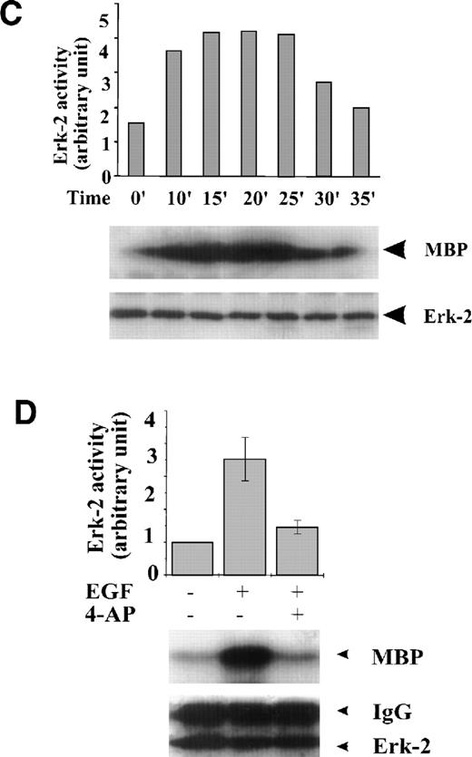 Fig. 2. Effect of K+-channel blockade on ERK-2 activation. (A) Time-dependent activation of ERK-2 by FBS. Serum-starved ML-1 cells were left untreated or stimulated with FBS (10%). At the indicated time points, cells were collected and measured for ERK-2 activity and ERK-2 protein levels. (B) Effect of K+-channel blockade on FBS-induced ERK-2 activation in ML-1 cells. ML-1 cells were serum-starved and either untreated or stimulated with FBS (10%) for 15 minutes in the presence or absence of 2 mmol/L 4-AP. Cells were collected at the end of the treatment. ERK-2 activities protein levels were measured. (C) Time-dependent activation of ERK-2 by EGF in ML-1 cells. Serum-starved ML-1 cells were either untreated or stimulated with EGF (50 ng/mL). At the indicated time points, cells were collected and measured for ERK-2 activity and ERK-2 protein levels. (D) Effect of K+-channel blockade on EGF-induced ERK-2 activation in ML-1 cells. Serum-starved ML-1 cells were untreated or stimulated with EGF (50 ng/mL) for 15 minutes in the presence or absence of 2 mmol/L 4-AP. The cells were collected at the end of the treatment, and ERK-2 activities were measured. (E) Dose-dependent inhibitions of EGF-induced ERK-2 activation by K+-channel blockade with 4-AP. Serum-starved ML-1 cells were either untreated or stimulated with EGF (50 ng/mL) for 15 minutes in the presence of the indicated dosages of 4-AP. The cells were collected at the end of the treatment, and ERK-2 activities were measured.