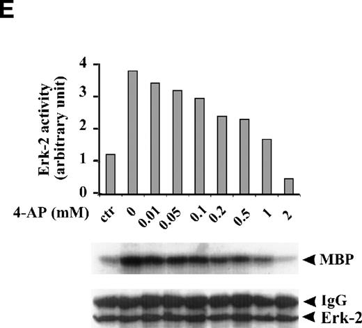 Fig. 2. Effect of K+-channel blockade on ERK-2 activation. (A) Time-dependent activation of ERK-2 by FBS. Serum-starved ML-1 cells were left untreated or stimulated with FBS (10%). At the indicated time points, cells were collected and measured for ERK-2 activity and ERK-2 protein levels. (B) Effect of K+-channel blockade on FBS-induced ERK-2 activation in ML-1 cells. ML-1 cells were serum-starved and either untreated or stimulated with FBS (10%) for 15 minutes in the presence or absence of 2 mmol/L 4-AP. Cells were collected at the end of the treatment. ERK-2 activities protein levels were measured. (C) Time-dependent activation of ERK-2 by EGF in ML-1 cells. Serum-starved ML-1 cells were either untreated or stimulated with EGF (50 ng/mL). At the indicated time points, cells were collected and measured for ERK-2 activity and ERK-2 protein levels. (D) Effect of K+-channel blockade on EGF-induced ERK-2 activation in ML-1 cells. Serum-starved ML-1 cells were untreated or stimulated with EGF (50 ng/mL) for 15 minutes in the presence or absence of 2 mmol/L 4-AP. The cells were collected at the end of the treatment, and ERK-2 activities were measured. (E) Dose-dependent inhibitions of EGF-induced ERK-2 activation by K+-channel blockade with 4-AP. Serum-starved ML-1 cells were either untreated or stimulated with EGF (50 ng/mL) for 15 minutes in the presence of the indicated dosages of 4-AP. The cells were collected at the end of the treatment, and ERK-2 activities were measured.
