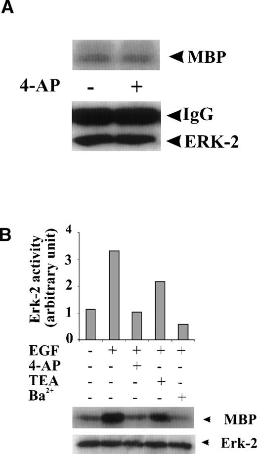 Fig. 3. Specificity of the effect of K+-channel blockade on ERK-2 activation. (A) Direct effect of 4-AP on ERK-2 activity. ERK-2 was immunoprecipitated and measured for activity in the presence and absence of 3 mmol/L 4-AP in kinase buffer. (B) Effects of different K+-channel blockers on EGF-induced ERK-2 activation. Serum-starved ML-1 cells were either untreated or were stimulated with EGF (50 ng/mL) for 15 minutes in the presence or absence of 4-AP (2 mmol/L), TEA (10 mmol/L), or Ba2+ (5 mmol/L). The cells were collected at the end of the treatment, and ERK-2 activities were measured. (C) Effect of high extracellular K+ on EGF- and FBS-induced ERK-2 activation. Serum-starved ML-1 cells were either untreated or were stimulated with EGF (50 ng/mL) or FBS (10%) for 15 minutes in normal medium or in medium containing high K+ (60 mmol/L). The cells were then collected and assayed for ERK-2 activity. (D) Effect of 4-AP on TPA-induced ERK-2 activation. Serum-starved ML-1 cells were untreated or treated with TPA (1 nmol/L) for 10 or 30 minutes in the presence or absence of 4-AP. At the end of the treatment, cells were collected and measured for ERK-2 activity. (E) Effect of 4-AP on high-osmolarity–induced ERK-2 activation. Serum-starved ML-1 cells were untreated or treated with high-osmolarity medium (600 mmol/L sorbitol) in the presence or absence of 2 mmol/L 4-AP. The cells were then collected and measured for ERK-2 activity. (F) Effect of extracellular Ca2+ on EGF-induced ERK-2 activation and on the inhibition of ERK-2 activation by K+-channel blockade. Serum-starved ML-1 cells were untreated, treated with EGTA alone, or treated with EGTA plus 4-AP (2 mmol/L) for 30 minutes. Cells were then left untreated or stimulated with EGF (50 ng/mL) for 15 minutes. The cells were collected at the end of the treatment and measured for ERK-2 activity and protein levels.