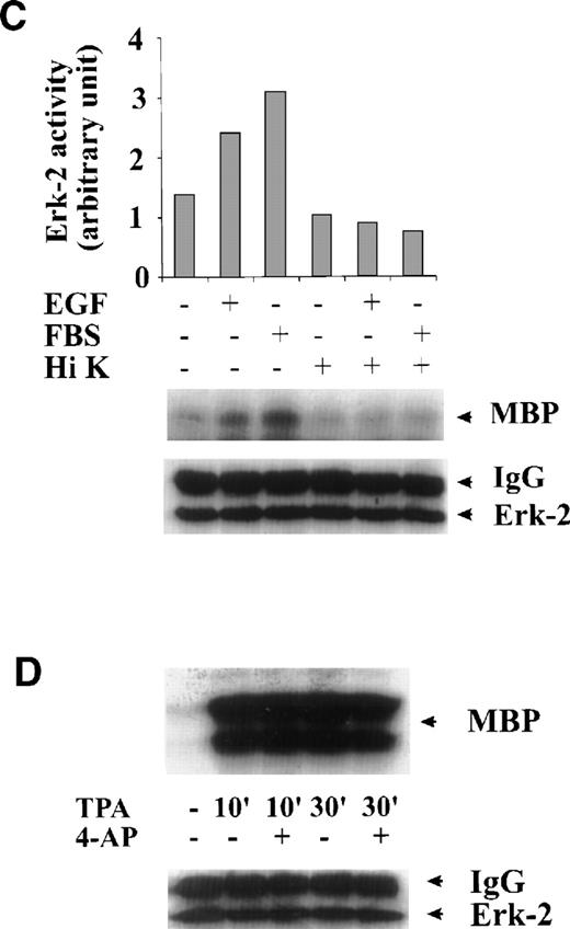 Fig. 3. Specificity of the effect of K+-channel blockade on ERK-2 activation. (A) Direct effect of 4-AP on ERK-2 activity. ERK-2 was immunoprecipitated and measured for activity in the presence and absence of 3 mmol/L 4-AP in kinase buffer. (B) Effects of different K+-channel blockers on EGF-induced ERK-2 activation. Serum-starved ML-1 cells were either untreated or were stimulated with EGF (50 ng/mL) for 15 minutes in the presence or absence of 4-AP (2 mmol/L), TEA (10 mmol/L), or Ba2+ (5 mmol/L). The cells were collected at the end of the treatment, and ERK-2 activities were measured. (C) Effect of high extracellular K+ on EGF- and FBS-induced ERK-2 activation. Serum-starved ML-1 cells were either untreated or were stimulated with EGF (50 ng/mL) or FBS (10%) for 15 minutes in normal medium or in medium containing high K+ (60 mmol/L). The cells were then collected and assayed for ERK-2 activity. (D) Effect of 4-AP on TPA-induced ERK-2 activation. Serum-starved ML-1 cells were untreated or treated with TPA (1 nmol/L) for 10 or 30 minutes in the presence or absence of 4-AP. At the end of the treatment, cells were collected and measured for ERK-2 activity. (E) Effect of 4-AP on high-osmolarity–induced ERK-2 activation. Serum-starved ML-1 cells were untreated or treated with high-osmolarity medium (600 mmol/L sorbitol) in the presence or absence of 2 mmol/L 4-AP. The cells were then collected and measured for ERK-2 activity. (F) Effect of extracellular Ca2+ on EGF-induced ERK-2 activation and on the inhibition of ERK-2 activation by K+-channel blockade. Serum-starved ML-1 cells were untreated, treated with EGTA alone, or treated with EGTA plus 4-AP (2 mmol/L) for 30 minutes. Cells were then left untreated or stimulated with EGF (50 ng/mL) for 15 minutes. The cells were collected at the end of the treatment and measured for ERK-2 activity and protein levels.