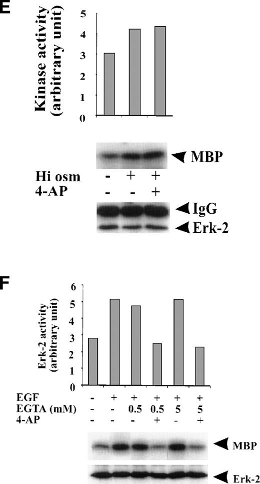 Fig. 3. Specificity of the effect of K+-channel blockade on ERK-2 activation. (A) Direct effect of 4-AP on ERK-2 activity. ERK-2 was immunoprecipitated and measured for activity in the presence and absence of 3 mmol/L 4-AP in kinase buffer. (B) Effects of different K+-channel blockers on EGF-induced ERK-2 activation. Serum-starved ML-1 cells were either untreated or were stimulated with EGF (50 ng/mL) for 15 minutes in the presence or absence of 4-AP (2 mmol/L), TEA (10 mmol/L), or Ba2+ (5 mmol/L). The cells were collected at the end of the treatment, and ERK-2 activities were measured. (C) Effect of high extracellular K+ on EGF- and FBS-induced ERK-2 activation. Serum-starved ML-1 cells were either untreated or were stimulated with EGF (50 ng/mL) or FBS (10%) for 15 minutes in normal medium or in medium containing high K+ (60 mmol/L). The cells were then collected and assayed for ERK-2 activity. (D) Effect of 4-AP on TPA-induced ERK-2 activation. Serum-starved ML-1 cells were untreated or treated with TPA (1 nmol/L) for 10 or 30 minutes in the presence or absence of 4-AP. At the end of the treatment, cells were collected and measured for ERK-2 activity. (E) Effect of 4-AP on high-osmolarity–induced ERK-2 activation. Serum-starved ML-1 cells were untreated or treated with high-osmolarity medium (600 mmol/L sorbitol) in the presence or absence of 2 mmol/L 4-AP. The cells were then collected and measured for ERK-2 activity. (F) Effect of extracellular Ca2+ on EGF-induced ERK-2 activation and on the inhibition of ERK-2 activation by K+-channel blockade. Serum-starved ML-1 cells were untreated, treated with EGTA alone, or treated with EGTA plus 4-AP (2 mmol/L) for 30 minutes. Cells were then left untreated or stimulated with EGF (50 ng/mL) for 15 minutes. The cells were collected at the end of the treatment and measured for ERK-2 activity and protein levels.