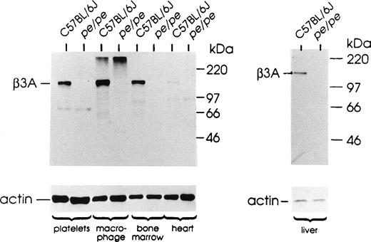 Fig. 1. The beta3A protein is expressed at very low/undetectable levels in platelets, macrophages and other tissues of pearl mice. Extracts (40 μg protein) from indicated tissues of mutant pearl mice and control C57BL/6J mice were analyzed by Western blotting. Sizes of MW standard proteins are indicated at right. Blots were reprobed with antibody to mouse actin (below) as a loading control. The high MW material observed near the gel origin in this experiment in macrophage extracts of normal and pearl mice was not reproducible.