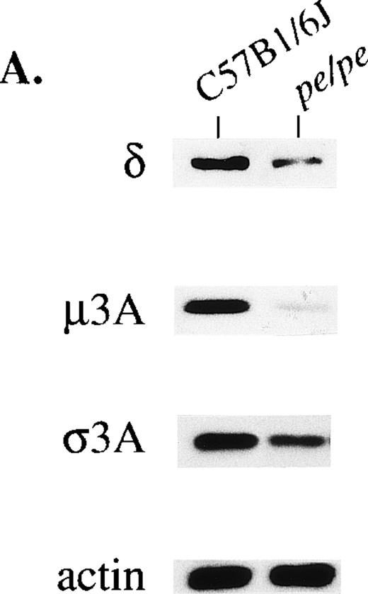 Fig. 2. Concentrations of other subunits of the AP-3 complex in platelets (A) and brain (B) from the pearl mutant mouse. Samples (40 μg protein) were blotted and treated with antibodies to beta3A, beta3B, delta, mu3A, sigma3A, and control actin.