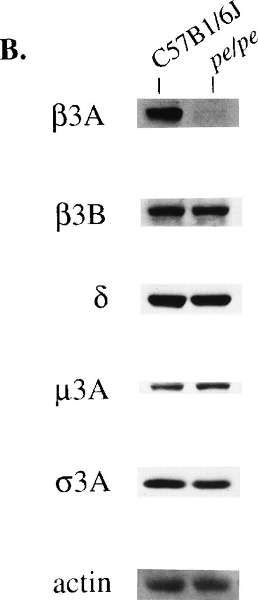 Fig. 2. Concentrations of other subunits of the AP-3 complex in platelets (A) and brain (B) from the pearl mutant mouse. Samples (40 μg protein) were blotted and treated with antibodies to beta3A, beta3B, delta, mu3A, sigma3A, and control actin.