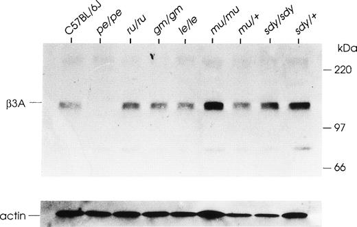 Fig. 6. The beta3A subunit is present at normal levels in other mouse HPS mutants. Platelet extracts (40 μg protein) were Western blotted and probed with antibody to beta3A. The C57BL/6J strain is the control strain for congenic mutants pearl (pe/pe), ruby eye (ru/ru), gunmetal (gm/gm), and light ear (le/le). The muted (mu/mu) and sandy (sdy/sdy) mutants are maintained on other inbred backgrounds and therefore the appropriate genetic control strains are mu/+ andsdy/+, respectively. Blots were reprobed with an antibody to mouse actin (below) as a loading control.