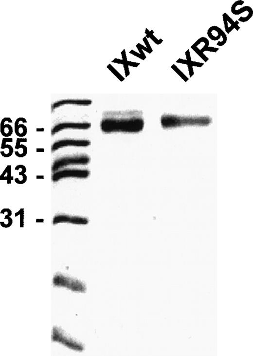 Fig. 1. SDS-PAGE analysis of purified recombinant wild-type factor IX and factor IXR94S. Recombinant proteins (3 μg) were resolved on 12.5% SDS-PAGE under reducing conditions and stained with Coomassie Blue.