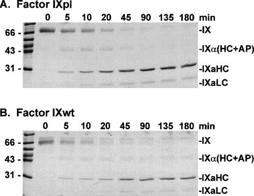 Fig. 3. SDS-PAGE analysis of factor XIa activation of plasma factor IX and wild-type factor IX. Factor IXpl (A) or IXwt (B) (2.7 μmol/L) was incubated with factor XIa (5 nmol/L) in TBS containing 10 mmol/L Ca2+ at 37°C. At discrete time intervals, aliquots (3 μg) of the reactions were resolved on 12.5% SDS-PAGE under reducing conditions and stained with Coomassie Blue.