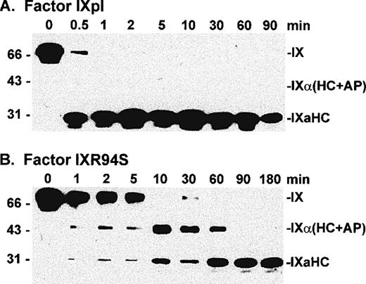 Fig. 4. Western blot analysis of factor XIa activation of plasma factor IX and factor IXR94S using a factor IXa heavy chain antibody. Factor IXpl (A) or IXR94S (B) (2.7 μmol/L) was activated by factor XIa (18 nmol/L) in TBS containing 10 mmol/L Ca2+ at 37°C. The activation products were sampled at the indicated time intervals, resolved on reducing 12.5% SDS-PAGE, and transferred to Immobilon-P polyvinylidene fluoride (PVDF) membrane. The membrane was blotted with the C10D monoclonal antibody, which recognizes the heavy chain (HC) of factor IXa, and developed using chemiluminescence. The positions of intact factor IX, IX (HC + AP) and IXaHC are indicated. The positions of the molecular weight markers are indicated at left.