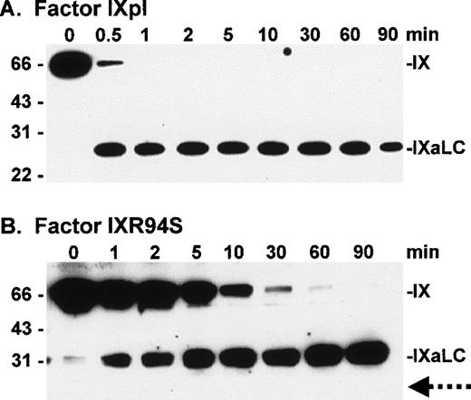 Fig. 5. Western blot analysis of factor XIa activation of plasma factor IX and factor IXR94S using a factor IXa light chain antibody. Factor IXpl (A) or IXR94S (B) (2.7 μmol/L) was activated by factor XIa (18 nmol/L) in TBS containing 10 mmol/L Ca2+ at 37°C. The activation products were sampled at the indicated time intervals, resolved on reducing 12.5% SDS-PAGE, and transferred to PVDF membrane. The membrane was blotted with the JKIX monoclonal antibody, which recognizes the light chain (LC) of factor IXa, and developed using chemiluminescence. The positions of intact factor IX and IXaLC are indicated. The dotted arrow in (B) indicates the usual migration position of the factor IXa light chain. The positions of the molecular weight markers are indicated at left.