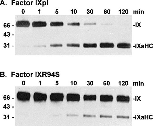 Fig. 6. Western blot analysis of factor VIIa/tissue factor/DOPC:DOPS/Ca2+ enzyme complex activation of plasma factor IX and factor IXR94S using a factor IXa heavy chain antibody. Factor IXpl (A) or IXR94S (B) was activated by factor VIIa/tissue factor/DOPC:DOPS/Ca2+ enzyme complex in TBS at 37°C. The reaction component concentrations were: 0.5 μmol/L factor IXpl or IXR94S, 2 nmol/L factor VIIa, 4 nmol/L tissue factor, 1 mmol/L DOPC:DOPS, and 5 mmol/L Ca2+. The activation products were sampled at the indicated time intervals, resolved on reducing 5% to 15% SDS-PAGE, and transferred to PVDF membrane. The membrane was blotted with the C10D monoclonal antibody, which recognizes the heavy chain (HC) of factor IXa, and developed using chemiluminescence. The positions of intact factor IX and IXaHC are indicated. The positions of the molecular weight markers are indicated at left.