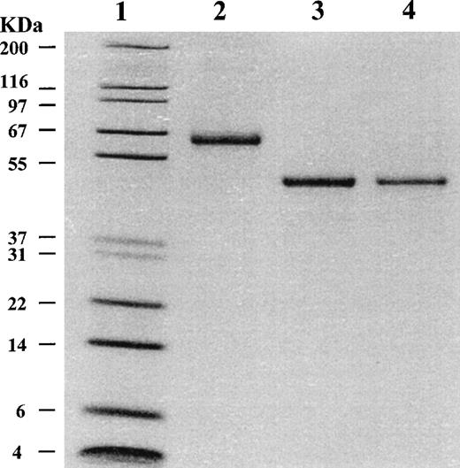 Fig. 1. SDS-PAGE analysis of purified 2AP. Purified 2AP proteins were analyzed on a 10% to 20% polyacrylamide gradient gel under reducing conditions. Lane 1, molecular-weight standards with sizes shown on the left; lane 2, 1.0 μg of native human plasma 2AP; lane 3, 1.0 μg of recombinant wild-type 2AP; lane 4, 0.6 μg of recombinant mutant 2AP.