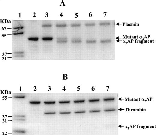 Fig. 6. Time course of plasmin and thrombin cleavage of mutant 2AP. Mutant 2AP was assessed for its sensitivity to cleavage by plasmin (A) and thrombin (B) using SDS-PAGE under nonreducing conditions. Mutant 2AP (3.5 μg) was incubated with 1.2 μg plasmin or 1.2 μg thrombin at 37°C in 15 μL of 40 mmol/L Tris·HCl, pH 7.5 containing 0.15 mol/L NaCl. An aliquot (3 μL) of the incubation mixture was taken at each time point and analyzed on 10% to 20% polyacrylamide gradient gels. Lanes 1 and 2 show molecular weight markers and untreated mutant 2AP, respectively. Lanes 3 through 7 show samples incubated for 0, 0.5, 1, 4, and 10 minutes, respectively.