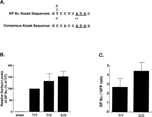 Fig. 1. Kozak sequence polymorphism in the GP Ib gene and in vitro expression of the polymorphic variants. (A) The GP Ib sequence surrounding the start codon and the location of the polymorphism aligned with the consensus sequence determined for these regions by Kozak.15 (B) Expression of GP Ib in CHO cells transfected with GP Ib cDNAs containing either C or T at position −5. The cells were transfected with either plasmid alone or with the same quantity of an equal mixture of the 2 plasmids. Expression of GP Ib on the cell surface was evaluated by flow cytometry after staining the cells with monoclonal antibody WM23 and a FITC-conjugated secondary antibody. Expression levels were determined by measuring the mean fluorescence of the whole cell population and are expressed as percentages of the expression obtained for the more common −5T variant. The increased surface levels of GP Ib in the cells transfected with the −5C plasmid alone or with a combination of the −5C and −5T plasmids as compared with the cells transfected only with the −5T plasmid were both statistically significant (P= .05 and P < .003, respectively, Student’s two-tail t-test, n = 5). (C) Coexpression of GP Ib variants with green fluorescent protein. Plasmids encoding the GP Ib T and C variants were cotransfected with a plasmid containing the GFP cDNA. GP Ib was detected with WM23 followed by a phycoerythrin-conjugated secondary antibody. Values are expressed as the ratio of mean fluorescence in FL-2 (PE) to the mean fluorescence in FL-1 (GFP). The expression of the C variant was again significantly higher than that of the T variant (P = .02, n = 4, Student’s two-tail t-test).