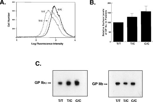 Fig. 2. Expression of GP Ib in the platelets of individuals with different GP Ib genotypes. (A) Flow cytometry histograms of platelets from three individuals with the genotypes indicated. GP Ib was detected with WM23 and a FITC-conjugated secondary antibody. The ordinate represents the relative cell number; the abscissa represents the log fluorescence intensity. (B) Average GP Ib levels from flow cytometry determinations on three individuals with each genotype. The experiments were performed six times and the mean fluorescence intensities from the individual experiments were averaged and are represented as mean ± SEM. The differences in the levels of GP Ib in the platelets of individuals with T/C and C/C genotypes as compared with T/T individuals were both statistically significant (P = .01 and P < .005, respectively, Student’s two-tailt-test, n = 6). The increased expression in the C/C individuals compared with those with the T/C genotype also showed a trend toward statistical significance (P = .075). (C) Immunoblot of whole platelet lysates from three individuals. The membrane was probed with WM23. The same blot was stripped and reprobed with antibody G 1.9 against GP IIb as a control for loading.