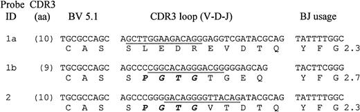 Fig. 4. DNA and predicted amino acid sequences of TCR BV 5.1 clonotypes selected for hybridization experiments. For each clonotype, a portion of the BV and BJ regions and the complete CDR3 loop region is shown. The CDR3 length and BJ utilization are indicated for each clonotype. CDR3-specific oligonucleotide probe names are shown on the left and the sequence for each is underlined. A shared CDR3 loop region motif (P G T G) present in both HITT patients is highlighted in bold.