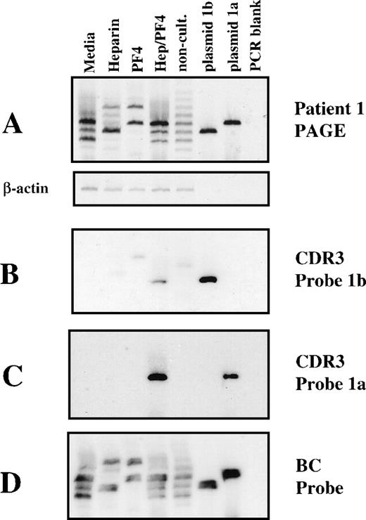 Fig. 5. Analysis of clonotype specificity of cultured PBMC from patient 1. (A) Fluorescent spectratype. The nature of the sample analyzed is identified above each lane. The first 4 lanes are from 14-day cultures containing no addition (media), media alone, heparin alone (heparin), PF4 alone (PF4), or heparin:PF4 complexes (Hep/PF4). The next lane is from uncultured PBMC. The next 2 lanes are from the plasmid DNA clones used to generate the clonotype sequences. The lane marked “PCR blank” is a water control. The actin control amplification is shown as a separate subpanel. (B) Hybridization of DNA from the gel shown in A with a probe for clonotype 1b (radioautogram). The gel was electroblotted onto a nylon membrane and treated as described in Materials and Methods. (C) Rehybridization of the electroblot with a probe specific for clonotype 1a. The membrane was stripped of the previous probe and rehybridized as described. (D) Rehybridization of the membrane with a TCR β constant region probe after stripping of the previous probe.