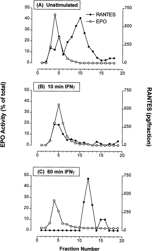 Fig. 6. Subcellular fractionation of resting and IFN-γ–stimulated eosinophils (5 × 107 per fractionation). These experiments were conducted at different times using purified blood eosinophils from the same donor. Immunoreactivity to RANTES was determined in individual fractions by ELISA and expressed as pg/fraction. Profiles of EPO activity are shown here for comparison. (A) Unstimulated eosinophils, followed by eosinophils stimulated for (B) 10 minutes and (C) 60 minutes with 500 U/mL IFN-γ.