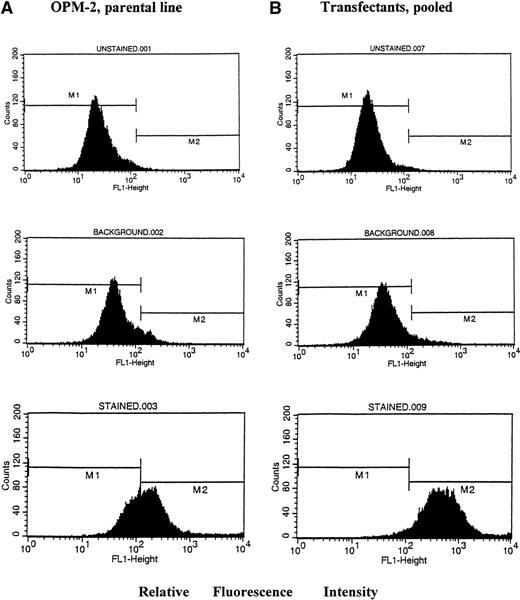 Fig. 1. IL-6R expression in OPM-2 parental line and “pooled” Rc/CMV-IL-6R cDNA transfectants. Histograms of unstained cells (top row), background fluorescence with antibody control (middle row), and cells stained with anti–IL-6R antibody (bottom row) were displayed. Fluorescence signals were acquired with logarithmic amplifiers