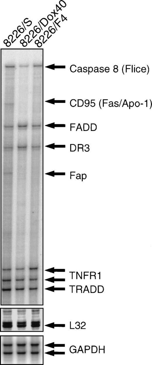 Fig. 3. RNase protection assay. Total RNA was isolated from 8226/S, 8226/F4, and 8226/Dox40 cell lines and hybridized with a multitemplate probe before digestion by RNase. Protected fragments were separated on a denaturing acrylamide gel and analyzed by PhosphorImage analysis. Fragment assignment was determined by migration distance relative to unprotected standards.