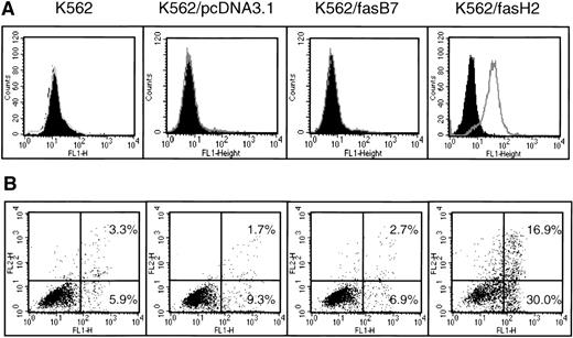 Fig. 5. Expression and function of CD95 in K562-transfected cell lines. K562 cells were transfected with pcDNAfas, selected with G418, and cloned by limiting dilution. (A) Surface expression of CD95 detection by staining with UB2-FITC or IgG1-FITC isotype control, and flow cytometry analysis. Filled peaks represent isotype control. (B) Annexin V-FITC analysis of CH-11–mediated apoptosis. Cells were treated with 500 ng/mL CH-11 anti-CD95 antibody for 24 hours followed by Annexin-V staining and flow cytometric analysis of programmed cell death. Horizontal axis is Annexin V-FITC, y-axis is propidium iodide staining. Background levels of apoptosis with mouse IgM was determined in an identical manner, and found to range from 2% to 12% in all cell lines.