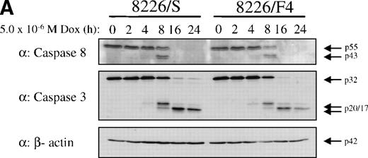 Fig. 6. Western blot analysis of caspase 3 and caspase 8 activation after doxorubicin treatment in 8226 and K562 cell lines. Cells were exposed to 5 × 10−6 mol/L doxorubicin for the indicated times, and cell lysates analyzed for caspase 3 and caspase 8 active subunits. (A) 8226/S and 8226/F4; (B) K562 untransfected, K562/pcDNA3.1 empty vector, and the CD95 high-expressing K562/fasH2. Although procaspase 8 can be detected in K562 cells, the active subunits are below the limits of detection at the time points examined. Data shown are representative of three independent experiments.