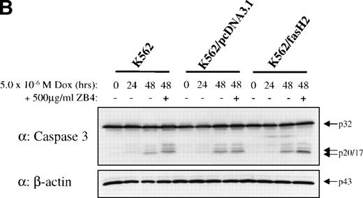 Fig. 6. Western blot analysis of caspase 3 and caspase 8 activation after doxorubicin treatment in 8226 and K562 cell lines. Cells were exposed to 5 × 10−6 mol/L doxorubicin for the indicated times, and cell lysates analyzed for caspase 3 and caspase 8 active subunits. (A) 8226/S and 8226/F4; (B) K562 untransfected, K562/pcDNA3.1 empty vector, and the CD95 high-expressing K562/fasH2. Although procaspase 8 can be detected in K562 cells, the active subunits are below the limits of detection at the time points examined. Data shown are representative of three independent experiments.