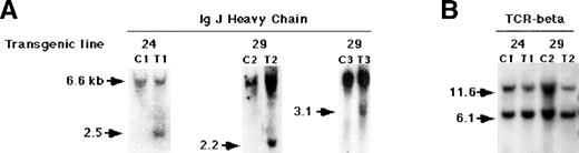 Fig. 4. Southern blot showing Ig heavy-chain rearrangement in splenic DNA of Tat-transgenic mice. DNA was extracted from spleens of two independent lines of Tat-transgenic mice, 24 and 29. The DNA was digested with EcoRI for IgJ heavy-chain analysis orHpaI for TCR-β analysis, blotted, and hybridized with an (A) IgJ heavy-chain probe or (B) TCR-β probe. C, control mouse; T, Tat-transgenic mouse. C1-C3 and T1-T3 refer to individual control and transgenic mice. Transgenic lines from which the mice were derived are indicated above the blots. The sizes of the bands in kilobase are indicated on the left. The 2.2-kb, 2.5-kb, and 3.1-kb bands in the Tat-transgenic samples indicate a JH rearrangement; there was no apparent rearrangement of the TCR-β gene.