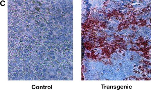 Fig. 2. Expression of HIV Tat mRNA and protein in tissues of transgenic mice. (A) Northern blot analysis Tat mRNA in two independent transgenic lines, 21 and 29. Whole-cell RNA was extracted from spleen, thymus, and other tissues. The RNA samples (20 μg per lane) were size-separated, blotted onto a membrane, and incubated with radiolabeled Tat cDNA probe and, subsequently, with a β-actin cDNA probe. The blot was washed and exposed to x-ray film. (B) Expression of Tat mRNA in lymphoid cells. Lymphocytes were sorted into T-cell and B-cell components, from which total RNA was prepared, size separated, and blotted. A mouse GAPDH cDNA probe was used as an internal control. Sp, spleen; Th, thymus; CD4, CD4-positive T cell; CD8, CD8-positive T cell; B, B cell; M, monocyte. (C) Immunodetection of Tat in histologic sections of transgenic spleens. Spleens of Tat transgenic animals and littermate controls were processed for histology, sectioned, and the sections incubated with an anti-Tat monoclonal antibody. The specificity of this antibody for Tat was documented previously.33 The secondary antibody was a horseradish peroxidase-streptavidin conjugate (×25).