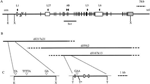 Fig. 1. (A) Diagram of the MLL gene. Vertical lines and open boxes represent exons. Shaded box represents 3′ UTR. Arrows represent oligonucleotides used to screen the PAC library (A and B) or used to map the PAC (L1, L27, L5, and L6). (B) Three PACs isolated which span the gene. Solid lines indicate mapped regions of the PACs, dashed lines indicate unmapped regions of the PACs. (C) Subcloned regions of PACs containing repetitive elements. Open boxes represent exons. (▿), Positions of small repetitive elements. E, EcoRI; X, Xho; T, Taq I. *No restriction digestion at this site due to overlapping Dam methylation. cen, centromere; tel, telomere; bcr, breakpoint cluster region.