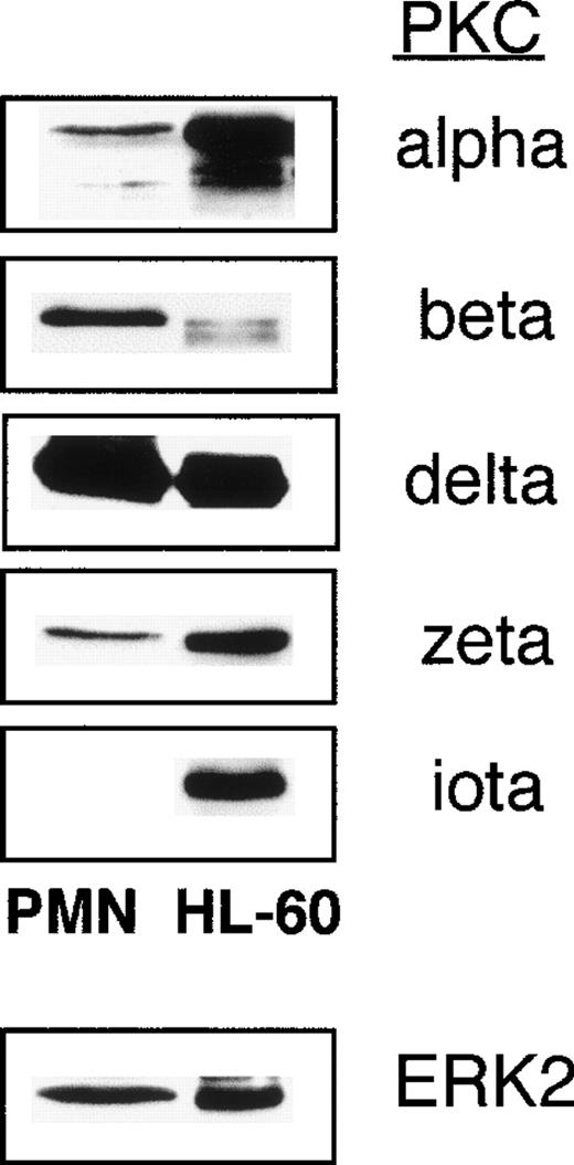 Fig. 2. PKC isoforms expressed in neutrophils and HL-60 cells. Cell lysates from unstimulated freshly isolated neutrophils (PMN) or HL60 cells (20 μg of total protein were loaded per lane) were immunoblotted with various antibodies specific for PKC isoforms. Isoforms that were probed for, but not detected, in either cell type were PKCγ, ɛ, θ. Neutrophil/HL60 expression of the ERK2 MAPkinase is shown for comparison. Lysates from one of two separate experiments analyzed are shown.