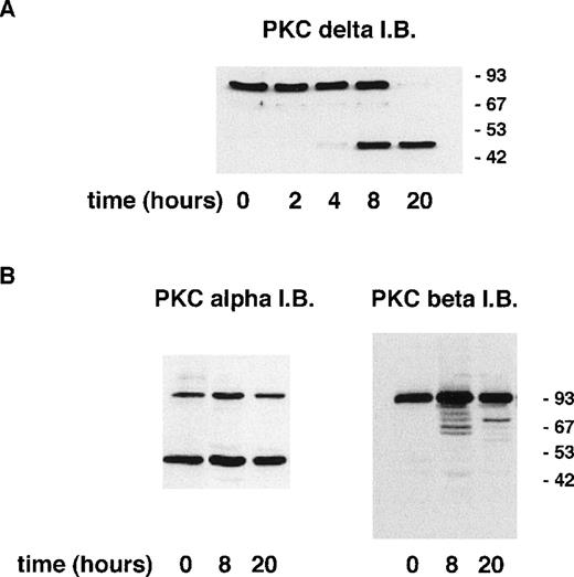 Fig. 3. Incubation of neutrophils ex vivo leads to the generation of a C-terminal proteolytic fragment of PKCδ. Lysates prepared from neutrophils aged for the indicated times. Cells (20 μg of total protein loaded per lane) were analyzed by immunoblotting using an antibody that recognizes the C-terminal end of PKCδ (A) or antibodies to the C-terminal portion of PKCs and βII (B).