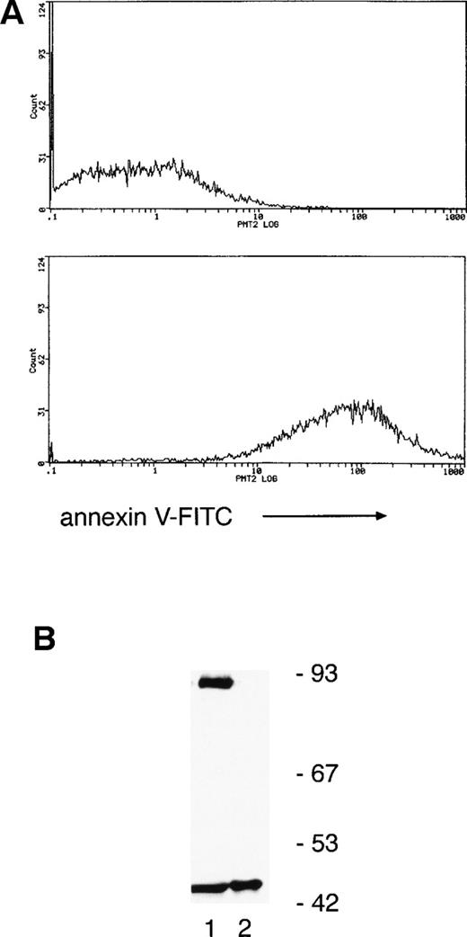 Fig. 4. Separation of neutrophils using annexin V–coated magnetic microspheres shows that PKCδ proteolysis precedes any detectable features of apoptosis. (A) Neutrophils were incubated for 12 hours ex vivo and then separated by using annexin V–coated microspheres, which bind to cells with external exposure of membrane phosphatidylserine, an early marker of apoptosis. Subsequent staining with FITC-conjugated annexin V and flow cytometry shows negative cells in the upper panel and positively selected cells in the lower panel. (B) Lysates prepared from the two fractions were analyzed by immunoblotting with anti-PKCδ antibody. Equal amounts of protein were loaded: lane 1, annexin V negative fraction; lane 2, annexin V positive. This experiment was performed twice with similar results.