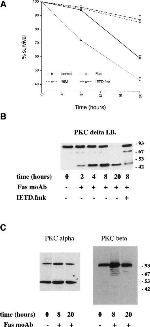 Fig. 6. Effects of an agonistic anti-Fas/CD95 antibody on PKCδ proteolysis and neutrophil apoptosis. (A) Neutrophils were incubated in the absence (control) or presence of agonistic Fas/CD95 antibody (500 ng/mL), PKC inhibitor, GF109203X (1 μmol/L), and caspase-8 inhibitor, IETD.fmk (25 μmol/L) and cell survival measured by annexin V binding using a flow cytometric assay. Mean ± SE of three separate experiments. (B) Neutrophils were incubated with agonistic Fas/CD95 antibody (500 ng/mL) with or without preincubation with the caspase-8 inhibitor, IETD.fmk (25 μmol/L) for the indicated times. Lysates were prepared, equal amounts of protein (20 μg) loaded per lane, and immunoblotted with an anti–C-terminal PKCδ antibody. (C) Neutrophils were incubated with agonistic Fas/CD95 antibody (500 ng/mL) for the indicated times. Lysates were prepared, equal amounts of protein (20 μg) loaded per lane, and immunoblotted with anti–C-terminal antibodies to PKC or PKCβ.