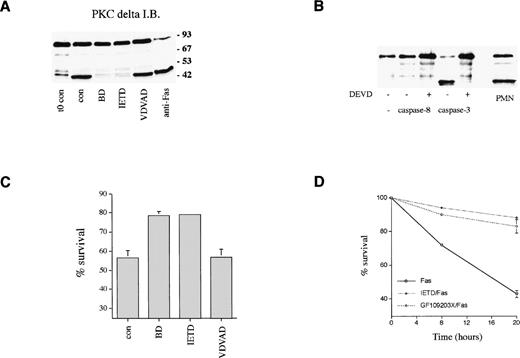 Fig. 7. Role of caspases in PKCδ proteolysis and neutrophil survival. (A) Effect of caspase inhibitors on PKCδ proteolysis in neutrophils. Neutrophils were either lysed immediately after preparation (t0 con) or after 8 hours incubation in the absence (cont) or presence of broad spectrum caspase inhibitor, BD.fmk, the caspase-8 inhibitor, IETD.fmk (both at 25 μmol/L), the caspase-2 inhibitor, VDVAD.fmk (50 μmol/L), or with agonistic Fas antibody (500 ng/mL) as indicated and immunoblotted with anti-PKCδ antibody. (B) Effect of recombinant caspases on PKCδ proteolysis. Purified recombinant caspase-3 or caspase-8 was incubated with recombinant PKCδ ± caspase inhibitor DEVD-CHO and proteolysis estimated by immunoblotting with an anti-PKCδ antibody. For comparison, a lysate from 8-hour aged neutrophils is shown (PMN). (C) Effect of caspase inhibitors on neutrophil survival. Neutrophils were incubated in the absence (cont) or presence of the broad spectrum caspase inhibitor, BD.fmk, the caspase-8 inhibitor, IETD.fmk (both at 25 μmol/L), or the caspase-2 inhibitor, VDVAD.fmk (50 μmol/L) for 20 hours and survival measured by annexin V binding and flow cytometry. Mean ± SE of four separate experiments. (D) Effect of the caspase-8 inhibitor, IETD.fmk, and the PKC inhibitor, GF109203X, on apoptosis induced by an agonistic Fas antibody. Neutrophils were preincubated with IETD.fmk (25 μmol/L) or GF109203X (1 μmol/L) for 15 minutes and then anti-Fas antibody added (500 ng/mL). Cell survival was measured by annexin V binding in a flow cytometric assay. Mean ± SE of three separate experiments.
