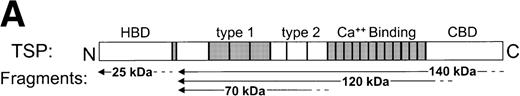 Fig. 1. SS-RBCs bind to the 140-kD carboxy-terminal proteolytic fragment of TSP. (A) Schematic illustration of intact TSP with selected domains as described in the text (HBD, heparin-binding domain; type 1, type 1 repeats; type 2, type 2 repeats; Ca++ Binding, Ca2+-binding domains or type 3 repeats; CBD, cell-binding domain). The approximate locations of the 25-kD, 140-kD, 120-kD, and 70-kD proteolytic fragments as identified by amino-terminal sequencing and size162932are indicated by arrows. The 25-kD fragment is a monomer,16the 70-kD, 120-kD, and 140-kD fragments are trimers,32 and the 18- to 20-kD C-terminal fragment remains disulfide linked to the 120-kD fragment.31 (B) Proteolytic digestion and purification of TSP fragments. TSP purified from platelet releasate was treated with thermolysin and purified by heparin-Sepharose affinity chromatography, or chymotrypsin in the presence of Ca2+or EDTA and purified by gel-filtration FPLC as described in Materials and Methods. Intact TSP (TSP), proteolyzed TSP (Thermolysin, Chtpn), or purified proteolytic fragments (140 kDa, 25 kDa, 70 kDa, 120 kDa) were resolved by 4% to 12% SDS-PAGE and stained with Coomassie Blue. (C) Washed SS-RBCs were perfused through parallel plate flow chambers coated (2 μg/cm2) with intact TSP (TSP, N = 12) or purified 25-kD (25 kDa, N = 4), 140-kD (140 kDa, N = 4), 70-kD (70 kDa, N = 4), or 120-kD (120 kDa, N = 4) TSP fragments at a wall shear stress of 1 dyne/cm2. After rinsing, adherent RBCs per unit area were counted by direct microscopic visualization. The results are shown as the mean ± SE of SS-RBC adhesion, normalized to SS-RBC adhesion to intact TSP.
