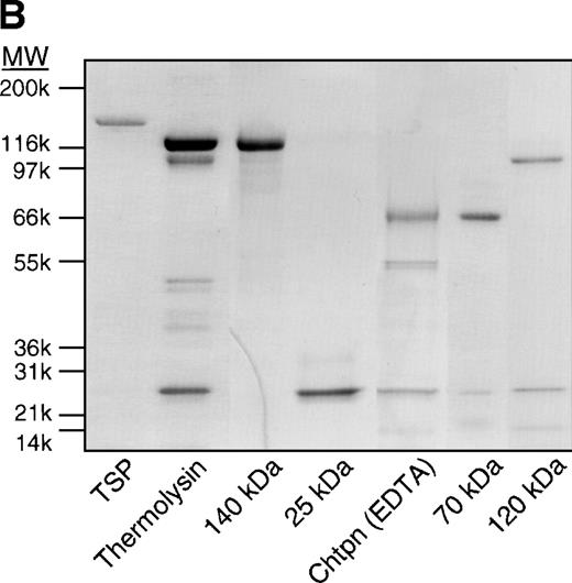 Fig. 1. SS-RBCs bind to the 140-kD carboxy-terminal proteolytic fragment of TSP. (A) Schematic illustration of intact TSP with selected domains as described in the text (HBD, heparin-binding domain; type 1, type 1 repeats; type 2, type 2 repeats; Ca++ Binding, Ca2+-binding domains or type 3 repeats; CBD, cell-binding domain). The approximate locations of the 25-kD, 140-kD, 120-kD, and 70-kD proteolytic fragments as identified by amino-terminal sequencing and size162932are indicated by arrows. The 25-kD fragment is a monomer,16the 70-kD, 120-kD, and 140-kD fragments are trimers,32 and the 18- to 20-kD C-terminal fragment remains disulfide linked to the 120-kD fragment.31 (B) Proteolytic digestion and purification of TSP fragments. TSP purified from platelet releasate was treated with thermolysin and purified by heparin-Sepharose affinity chromatography, or chymotrypsin in the presence of Ca2+or EDTA and purified by gel-filtration FPLC as described in Materials and Methods. Intact TSP (TSP), proteolyzed TSP (Thermolysin, Chtpn), or purified proteolytic fragments (140 kDa, 25 kDa, 70 kDa, 120 kDa) were resolved by 4% to 12% SDS-PAGE and stained with Coomassie Blue. (C) Washed SS-RBCs were perfused through parallel plate flow chambers coated (2 μg/cm2) with intact TSP (TSP, N = 12) or purified 25-kD (25 kDa, N = 4), 140-kD (140 kDa, N = 4), 70-kD (70 kDa, N = 4), or 120-kD (120 kDa, N = 4) TSP fragments at a wall shear stress of 1 dyne/cm2. After rinsing, adherent RBCs per unit area were counted by direct microscopic visualization. The results are shown as the mean ± SE of SS-RBC adhesion, normalized to SS-RBC adhesion to intact TSP.