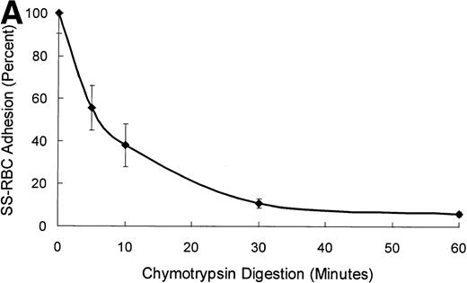 Fig. 2. Time course of TSP chymotrypsin digestion and its effect on SS-RBC adhesion. (A) TSP was incubated in the presence of CaCl2 (1 mmol/L) with control buffer containing PMSF-inactivated chymotrypsin (time = 0 minutes) or active chymotrypsin (1:100, wt:wt) for 5, 10, 30, or 60 minutes before stopping the reaction with PMSF. Treated TSP was coated (2 μg/cm2) on flow-chamber wells followed by perfusion of washed SS-RBCs as described in the legend to Fig 1. The results are shown as the mean ± SE of SS-RBC adhesion, normalized to SS-RBC adhesion to control-buffer–treated TSP (N = 3 to 9 for each time point). (B) TSP treated with control buffer (PMSF-inactivated chymotrypsin, 0) or chymotrypsin (5, 10, 30 or 60 minutes) was resolved by 4% to 20% SDS-PAGE and stained with Coomassie Blue. Note that the heparin-binding domain (25 kD) is cleaved during the incubation with the control buffer, leaving the fully active 140-kD TSP fragment.