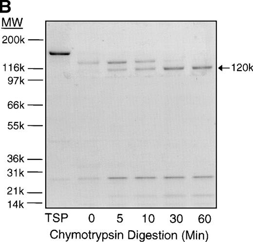 Fig. 2. Time course of TSP chymotrypsin digestion and its effect on SS-RBC adhesion. (A) TSP was incubated in the presence of CaCl2 (1 mmol/L) with control buffer containing PMSF-inactivated chymotrypsin (time = 0 minutes) or active chymotrypsin (1:100, wt:wt) for 5, 10, 30, or 60 minutes before stopping the reaction with PMSF. Treated TSP was coated (2 μg/cm2) on flow-chamber wells followed by perfusion of washed SS-RBCs as described in the legend to Fig 1. The results are shown as the mean ± SE of SS-RBC adhesion, normalized to SS-RBC adhesion to control-buffer–treated TSP (N = 3 to 9 for each time point). (B) TSP treated with control buffer (PMSF-inactivated chymotrypsin, 0) or chymotrypsin (5, 10, 30 or 60 minutes) was resolved by 4% to 20% SDS-PAGE and stained with Coomassie Blue. Note that the heparin-binding domain (25 kD) is cleaved during the incubation with the control buffer, leaving the fully active 140-kD TSP fragment.