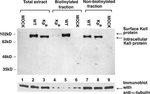 Fig. 7. Surface biotinylation of wild-type Kell and Kpa transfectants. 293T cells transfected with pRc/CMV-wt (WT) (lanes 2, 5, and 7), pRc/CMV-Kpa (Kpa) (lanes 3, 4, and 8) and mock (MOCK) (lanes 1, 6, and 9) were surface biotinylated and the protein extracts immunoprecipitated using streptavidin beads, separated on SDS-PAGE, and immunoblotted with the polyclonal anti-Kell or with anti- tubulin to control for equal amounts of protein in each lane. Total extract refers to cell extracts lysed in Triton X-100 before immunoprecipitation with the streptavidin beads. Biotinylated fraction is the streptavidin immunoprecipitated fraction and therefore constitutes the cell surface-associated proteins. Nonbiotinylated fraction represents the components in the lysed cell extract that was not immunoprecipitated with the streptavidin beads.