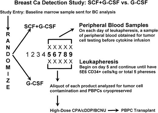 Fig. 1. Treatment schema. BC, breast cancer; CPA, cyclophosphamide; cDDP, cisplatin; BCNU, carmustine.