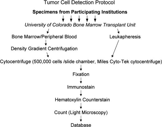 Fig. 2. Routing of specimens and tumor detection protocol. Specimens were shipped to the central testing laboratory in Colorado. Mononuclear cells were isolated from marrow and peripheral blood while leukapheresis products were tested directly as shown in the figure and described in the text.