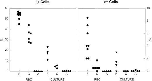 Fig. 2. The percent of cells that were positive for embryonic globins in erythrocytes and cultured erythroblasts. Left, ζ+ cells. Right, ɛ+ cells. RBC, red blood cells; Culture, day 14 of culture; F, fetal; C, cord; A, adult. Note the difference in the y-axis scales for the two embryonic globins. There is an ontogenic decline in the percent positive cells, both in vivo and in culture.